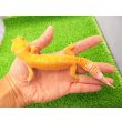 画像1: 美！　サングロー（ヒョウモントカゲモドキ）　約２０cm♀　１ (1)