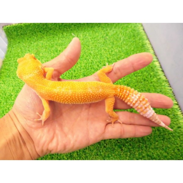 画像1: 美！　サングロー（ヒョウモントカゲモドキ）　約２０cm♀　１ (1)