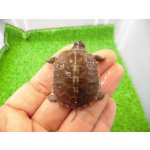 画像: 美！　ミツユビハコガメ（斑入り）　約３.５cm　１