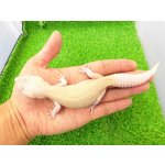 画像: 美！　スノーフレーク（ヒョウモントカゲモドキ）　約１８cm♀　１
