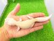 画像: 美！　スノーフレーク（ヒョウモントカゲモドキ）　約１８cm♀　１