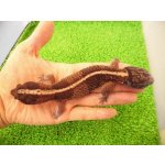 画像: 美！　ニシアフリカトカゲモドキ（ワイルド再生尾）ストライプ　約１５cm♂　１