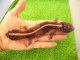 画像: 美！　ニシアフリカトカゲモドキ（ワイルド再生尾）ストライプ　約１５cm♂　１
