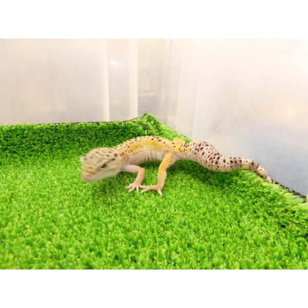 画像5: 美！　ハイイエロー（ヒョウモントカゲモドキ）　約１６cm♀　A (5)