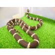 画像2: 美! カリフォルニアキングスネーク(コースタル) 約90cm 1 (2)