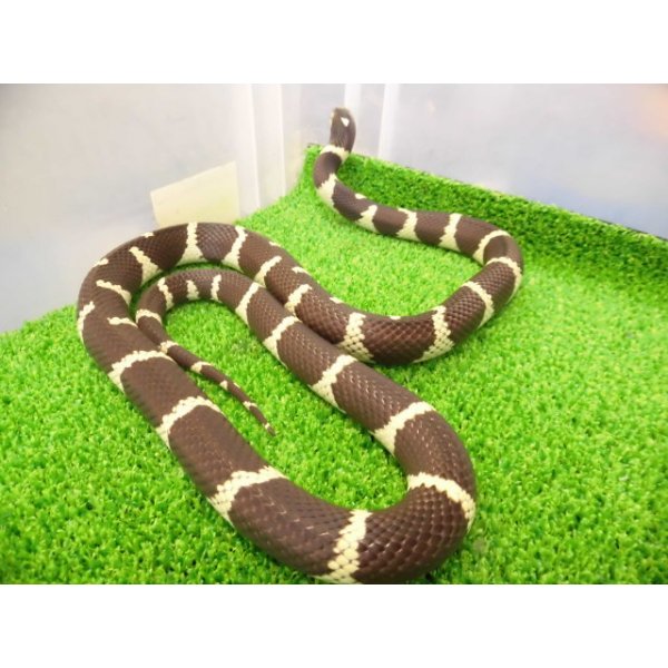 画像2: 美! カリフォルニアキングスネーク(コースタル) 約90cm 1 (2)