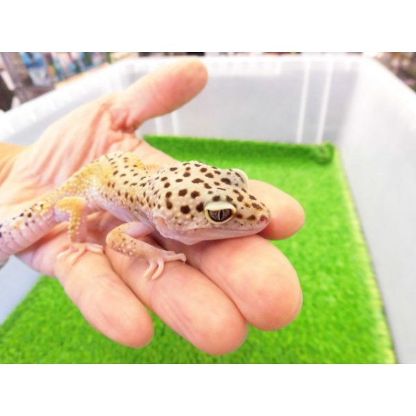 画像2: 美！　ハイイエロー（ヒョウモントカゲモドキ）　約１６cm♀　A (2)