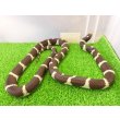 画像6: 美! カリフォルニアキングスネーク(コースタル) 約90cm 1 (6)