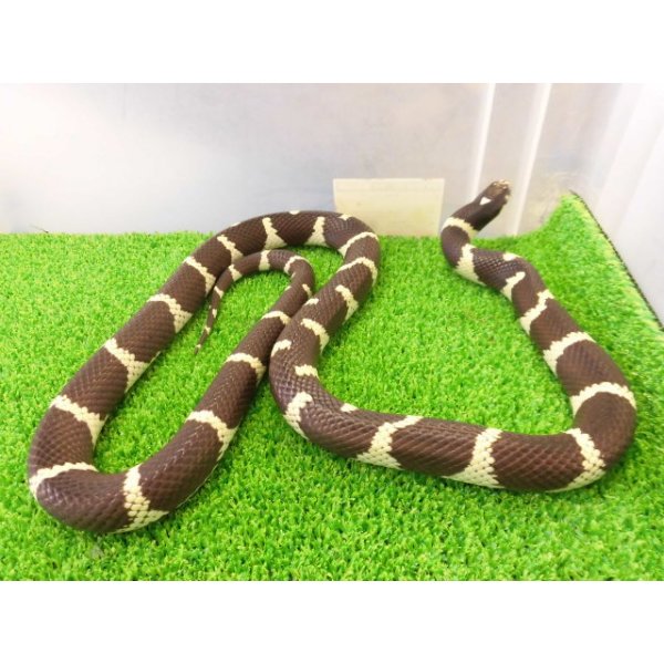 画像6: 美! カリフォルニアキングスネーク(コースタル) 約90cm 1 (6)