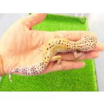 画像: 美！　ハイイエロー（ヒョウモントカゲモドキ）　約１６cm♀　A