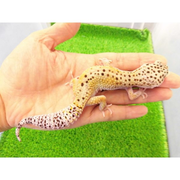 画像1: 美！　ハイイエロー（ヒョウモントカゲモドキ）　約１６cm♀　A (1)