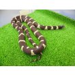 画像4: 美! カリフォルニアキングスネーク(コースタル) 約90cm 1 (4)