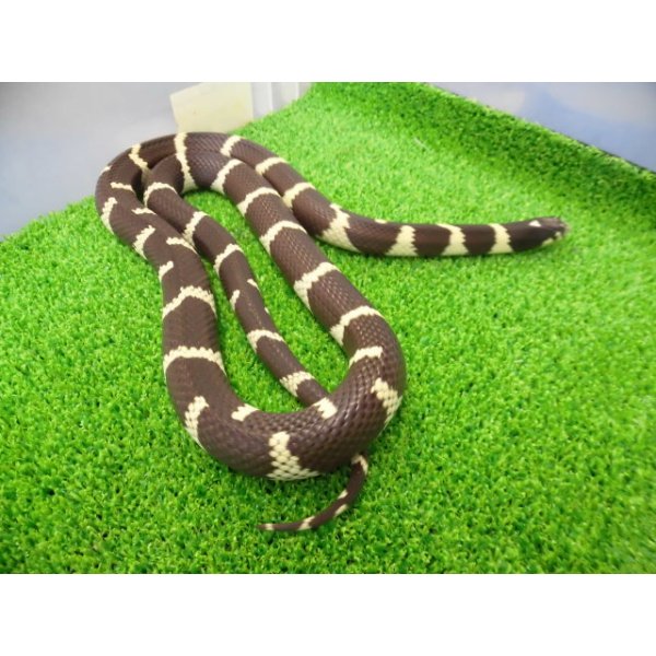 画像4: 美! カリフォルニアキングスネーク(コースタル) 約90cm 1 (4)
