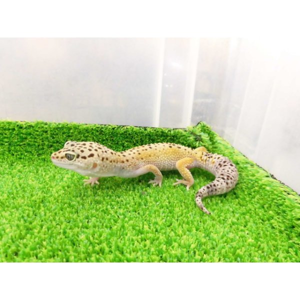 画像6: 美！　ハイイエロー（ヒョウモントカゲモドキ）　約１６cm♀　A (6)