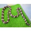 画像7: 美! カリフォルニアキングスネーク(コースタル) 約90cm 1 (7)