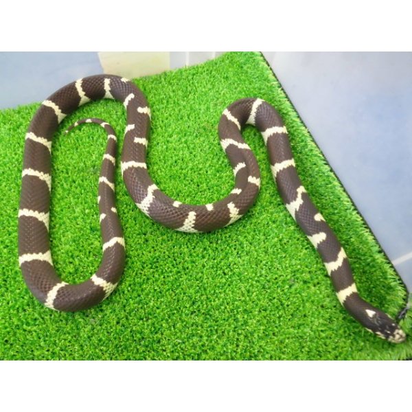 画像7: 美! カリフォルニアキングスネーク(コースタル) 約90cm 1 (7)