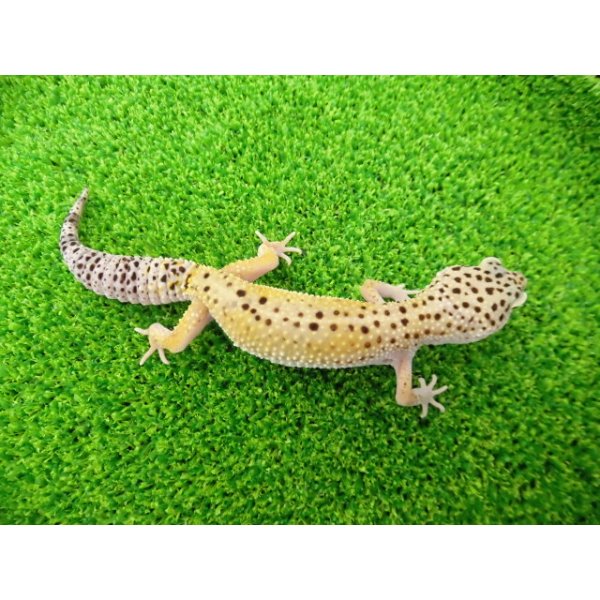 画像4: 美！　ハイイエロー（ヒョウモントカゲモドキ）　約１６cm♀　A (4)