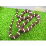 画像: 美！　カリフォルニアキングスネーク（コースタル）　約９０cm　１