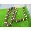 画像3: 美! カリフォルニアキングスネーク(コースタル) 約90cm 1 (3)