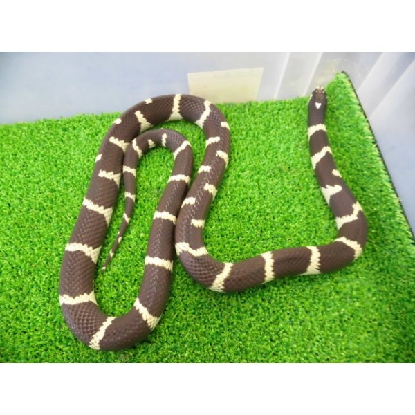 画像3: 美! カリフォルニアキングスネーク(コースタル) 約90cm 1 (3)