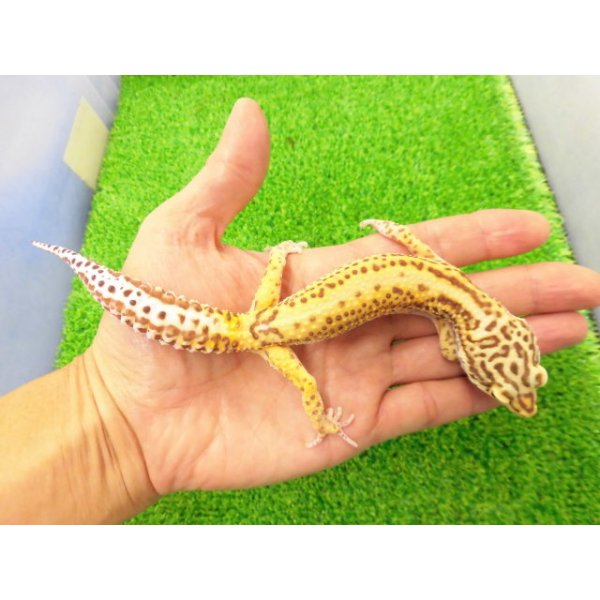 画像1: 美！　ベルアルビノ（ヒョウモントカゲモドキ）　約２０cm♂　１ (1)