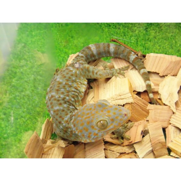 画像2: 美！　トッケイヤモリ　約２５cm（完尾♂）　１ (2)