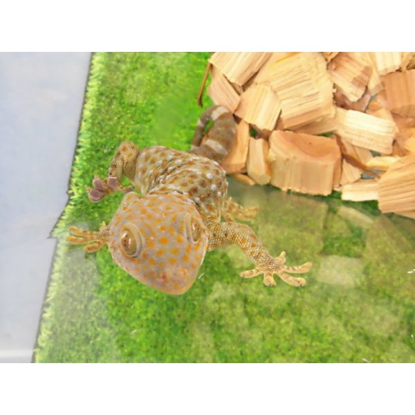 画像4: 美！　トッケイヤモリ　約２５cm（完尾♂）　１ (4)