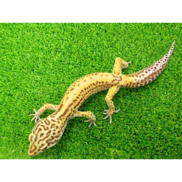 画像4: 美！　ベルアルビノ（ヒョウモントカゲモドキ）　約２０cm♂　１ (4)