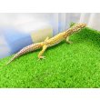画像5: 美！　ベルアルビノ（ヒョウモントカゲモドキ）　約２０cm♂　１ (5)