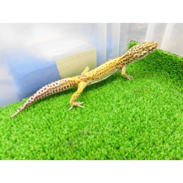 画像5: 美！　ベルアルビノ（ヒョウモントカゲモドキ）　約２０cm♂　１ (5)