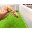 画像3: 美！　ベルアルビノ（ヒョウモントカゲモドキ）　約２０cm♂　１ (3)
