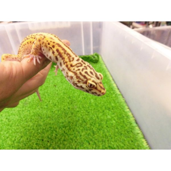 画像3: 美！　ベルアルビノ（ヒョウモントカゲモドキ）　約２０cm♂　１ (3)