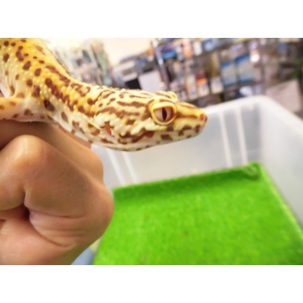 画像2: 美！　ベルアルビノ（ヒョウモントカゲモドキ）　約２０cm♂　１ (2)