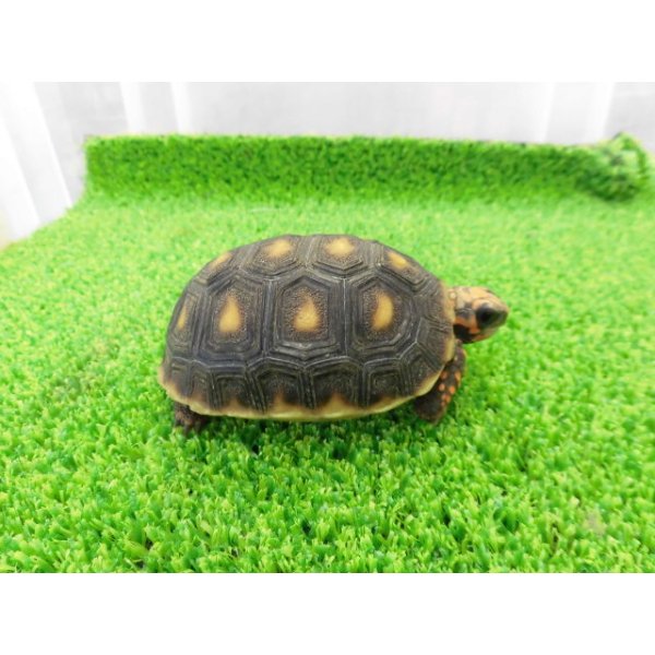 画像7: 美！　アカアシリクガメ（バルバドスCB）　約６.５ｃｍ　１ (7)