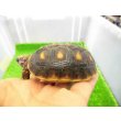 画像4: 美！　アカアシリクガメ（バルバドスCB）　約６.５ｃｍ　１ (4)
