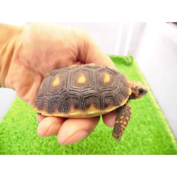 画像2: 美！　アカアシリクガメ（バルバドスCB）　約６.５ｃｍ　１ (2)