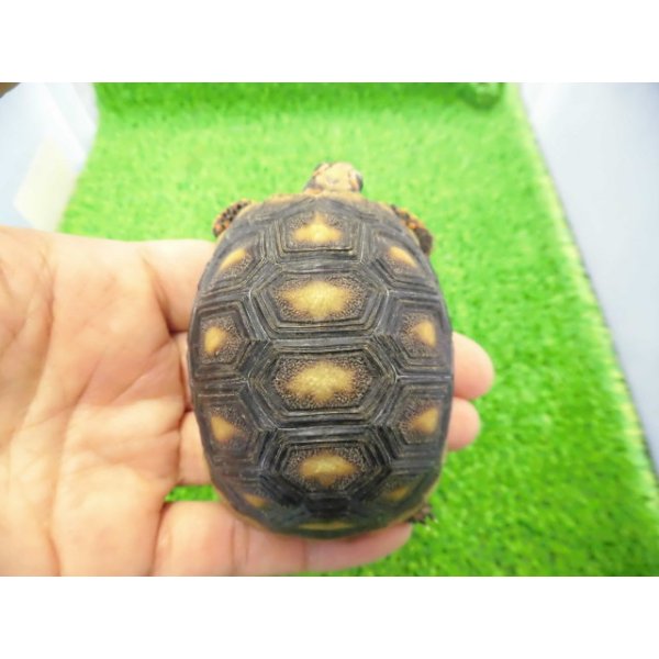 画像1: 美！　アカアシリクガメ（バルバドスCB）　約６.５ｃｍ　１ (1)