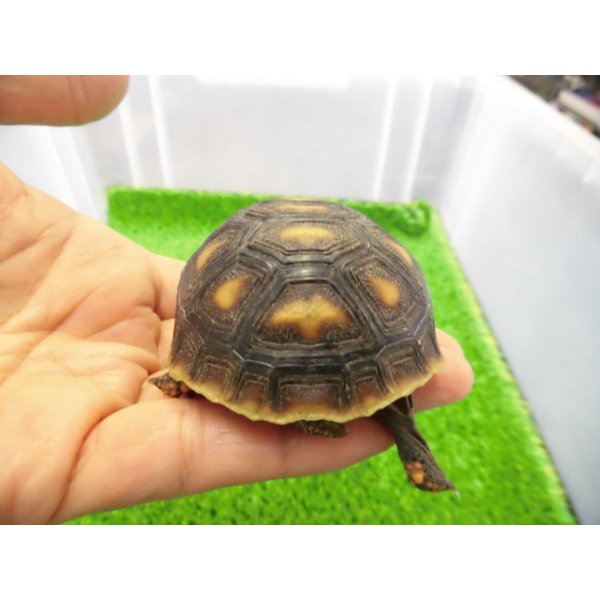 画像3: 美！　アカアシリクガメ（バルバドスCB）　約６.５ｃｍ　１ (3)