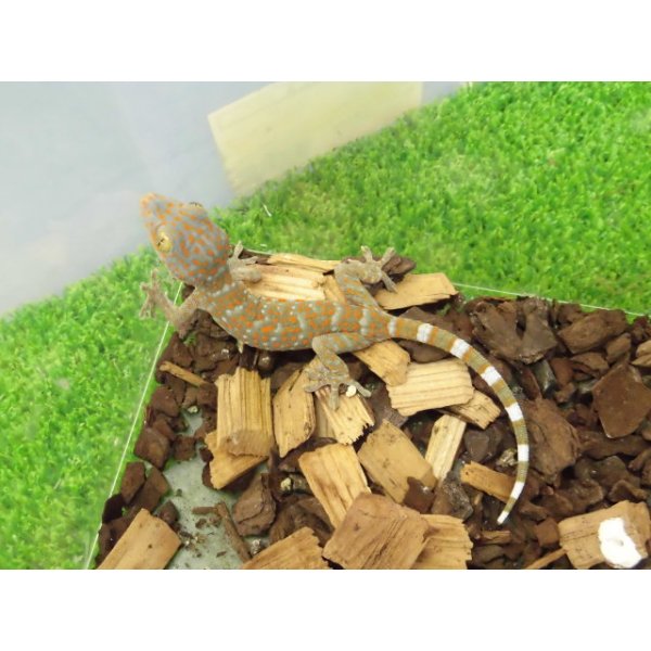 画像4: 美！　トッケイヤモリ　ベビー　約１２cm（完尾）　１ (4)