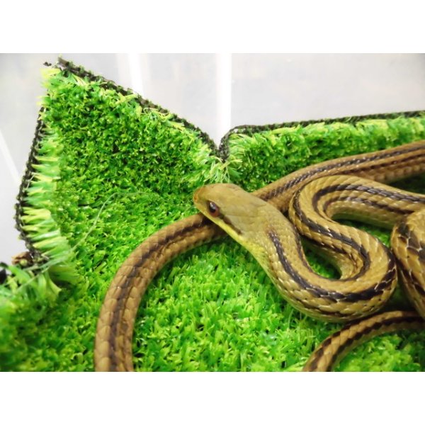 画像3: 美！　シマヘビ　約９０cm　１ (3)