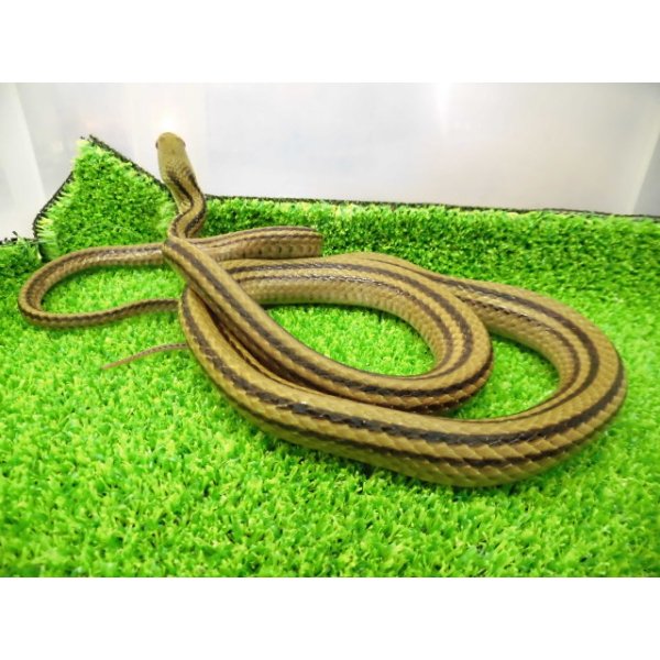 画像4: 美！　シマヘビ　約９０cm　１ (4)