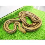 画像: 美！　シマヘビ　約９０cm　１