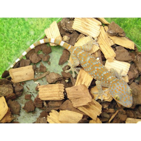 画像2: 美！　トッケイヤモリ　ベビー　約１２cm（完尾）　１ (2)