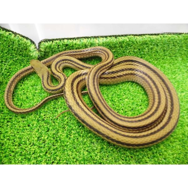 画像2: 美！　シマヘビ　約９０cm　１ (2)