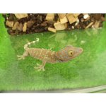 画像: 美！　トッケイヤモリ　ベビー　約１２cm（完尾）　１