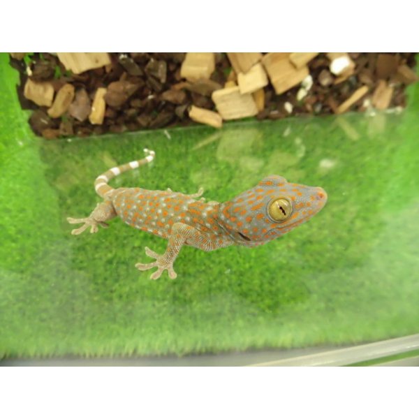 画像1: 美！　トッケイヤモリ　ベビー　約１２cm（完尾）　１ (1)