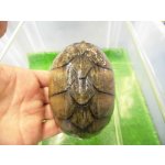 画像: 美！　ミシシッピニオイガメ　約９.５cm♀　２