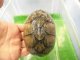 画像: 美！　ミシシッピニオイガメ　約９.５cm♀　２