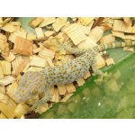 画像: 美！　トッケイヤモリ　約２５cm（完尾♀）　２