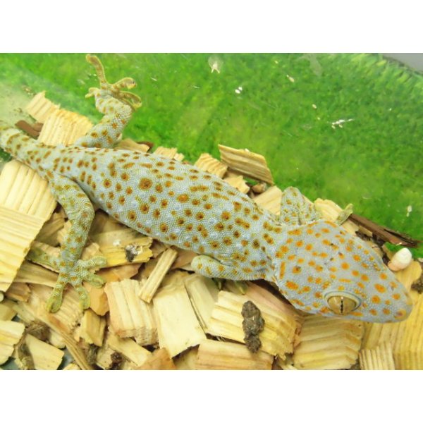 画像2: 美！　トッケイヤモリ　約２５cm（完尾♀）　２ (2)